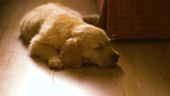 Adorable young Golden Retriever puppy asleep on floor, cute dog closeup