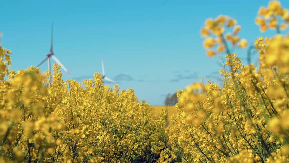 Rapeseed flowers and wind turbines on background