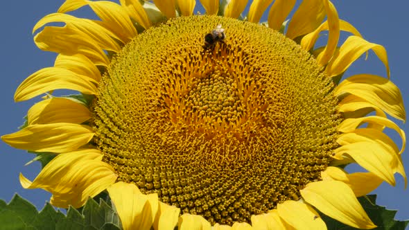 Yellow sunflower Helianthus annuus plant and bumblebee  on wind 4K close-up footage