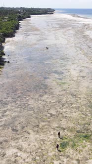 Vertical Video of Low Tide in the Ocean Near the Coast of Zanzibar Tanzania alt