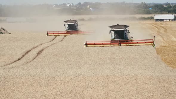 Two Combine harvesters reap dry wheat in a field of wheat at sunny day wide angle shot, daylight sce alt