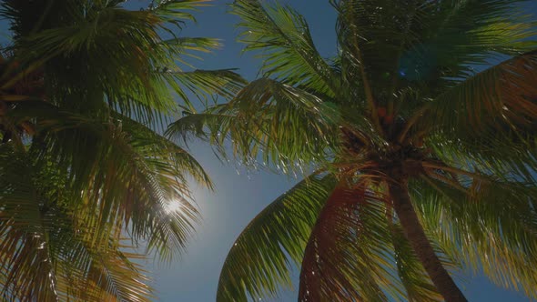 Palm Trees In The Caribbean Swaying In The Wind On Sunny Day 