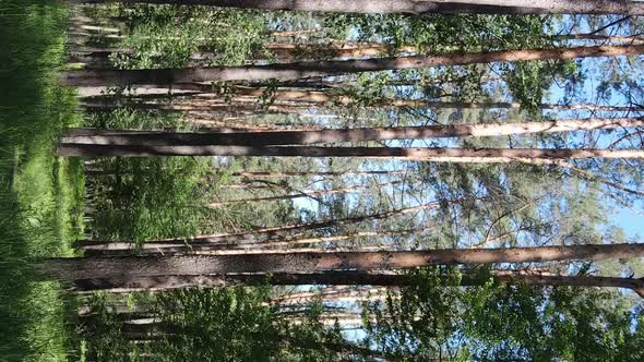 Vertical Video Aerial View Inside a Green Forest with Trees in Summer alt