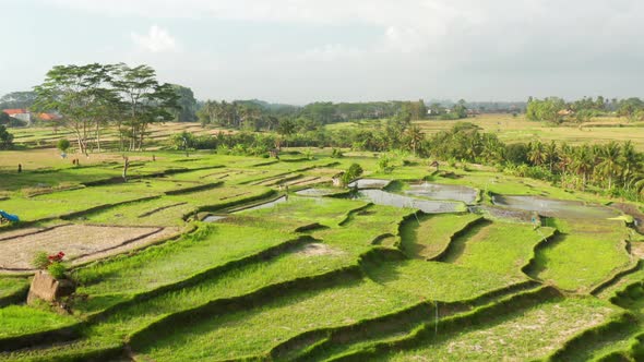 Looking down onto a rice terrace field