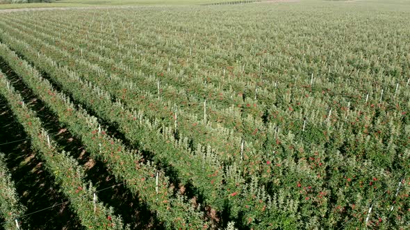 arden with Apple Trees, View From the Top, Farmland with Fruit Trees