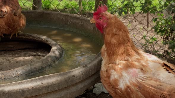 Free Range Organic Backyard Hen Rooster Chickens Drinking Water in Hot Weather