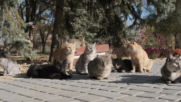 Lot of Stray Cats are Sitting Together in a Public Park in Nature Slow Motion alt