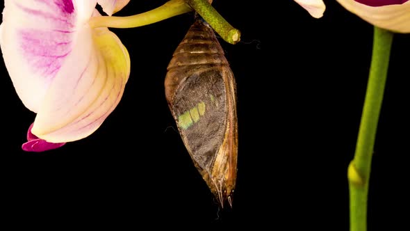 Cocoon and Butterfly Broken Butterfly Cocoons Pinned on a Stick Butterfly Emerges From Chrysalis and alt