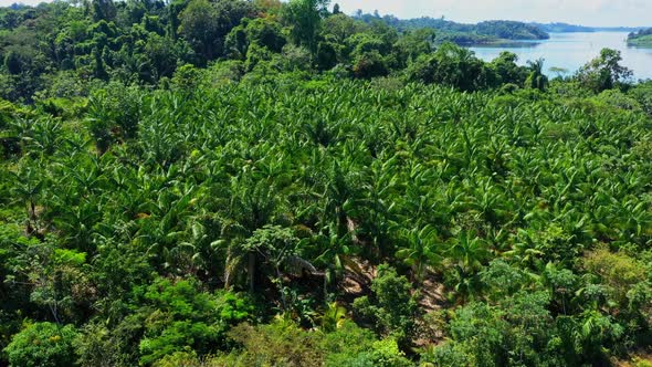 Drone Image Of A Palm Plantation On An Island