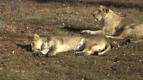 Two Lioness lying down in grass. Two lioness resting after their afternoon siesta.