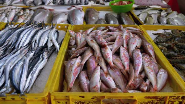 Fresh Sea Fish in Ice Sold on the Showcase of Seafood Street Market. alt