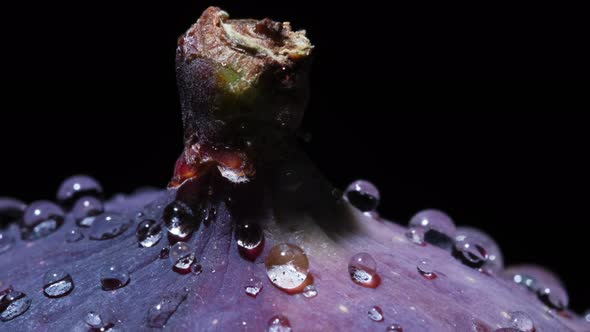 Fresh Figs with Dew Drops Close-up Rotates on Black Background alt