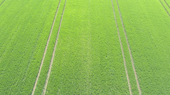 Young green wheat in the field 4K drone footage