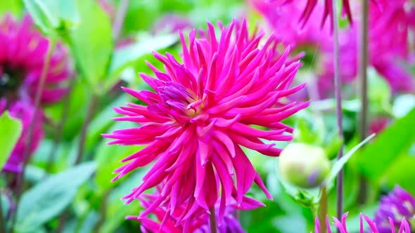  A Red Chrysanthemum  alt