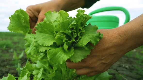 Women's Hands Collect Lettuce Leaves in the Garden