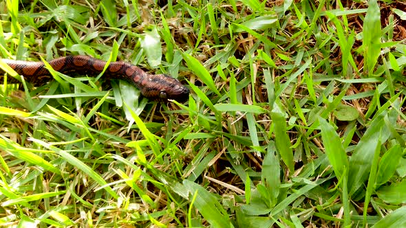 Epicrates cenchria is a boa species endemic to Central and South America. Common names include the r alt