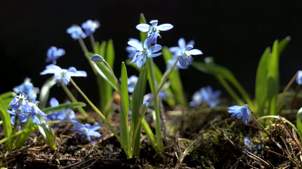 Beautiful Blooming Blue Flowers in Spring alt