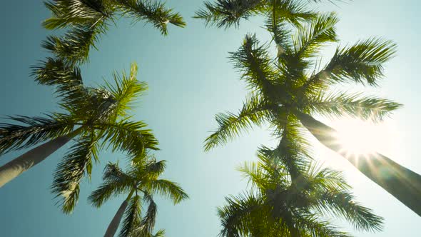 View of the Palm Trees Passing by Under Sunny Blue Skies alt
