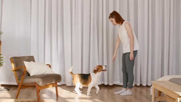 The Female Owner of the Beagle Dog Training and Treats Her Pet with a Treat alt