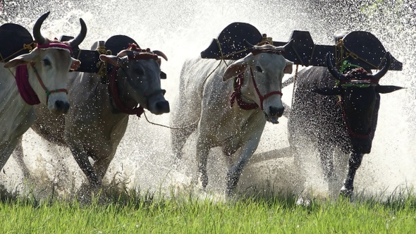 The Domestic Animal Cow Race Slow Motion At 500fps.mov