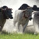 The Domestic Animal Cow Race Slow Motion At 500fps.mov - VideoHive Item for Sale