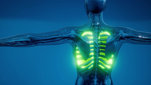 Human Lungs Radiology Exam alt