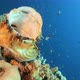 Scorpionfish Mouth Wide Open - VideoHive Item for Sale