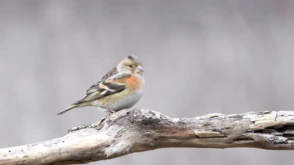 Brambling (Fringilla montifringilla) eats seeds and nuts on the winter bird feeder alt