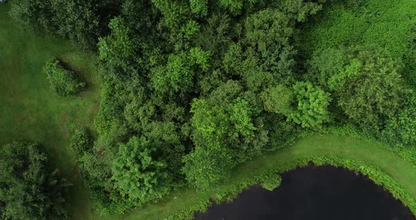 A dense patch of forest on the shore of a small pond in the Catskills New York. alt