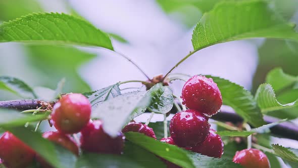 Macro of Red and Ripe Wild Cherry Fruits with Leaves Growing on a Tree