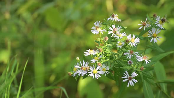 Aster tripolium in bloom. White flowers sways on the breeze in sunny day.