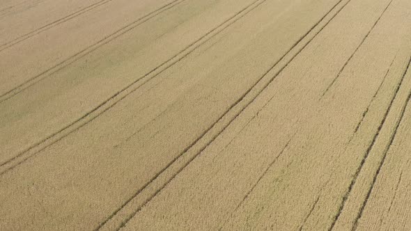 Trails in the field of wheat after being sprayed 4K aerial video