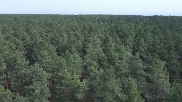 Green Pine Forest By Day Aerial View alt