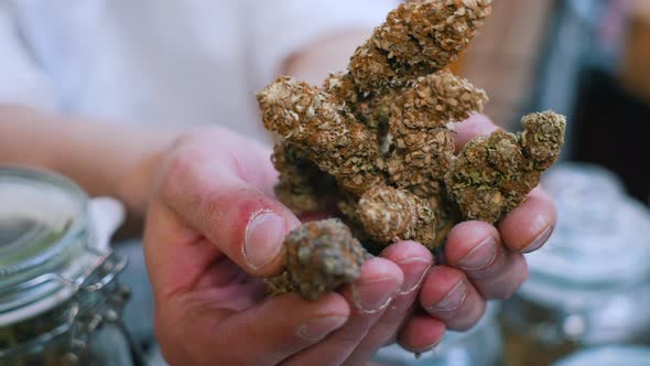 Unrecognizable Caucasian Person Holding Extremely Big CBD CBG Marijuana Buds and Showing Them to the alt