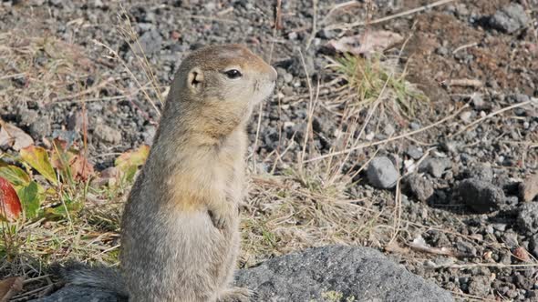 American Gopher Standing alt