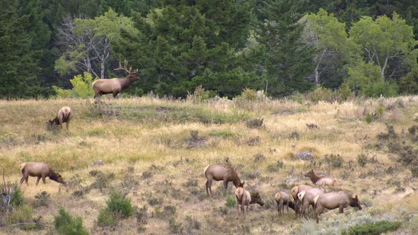 Bull Elk bugling in forest guarding cow elk alt