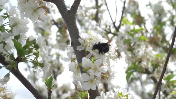 Black Honeybees Fighting alt