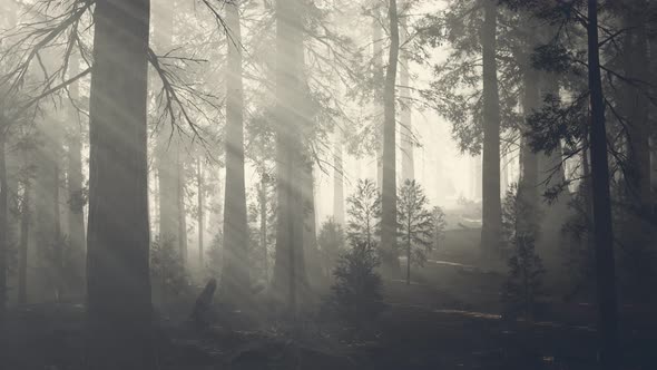 Black Tree Trunk in a Dark Pine Tree Forest alt