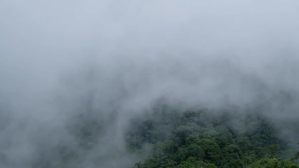 Landscape view of greenery rainforest mountains on foggy day