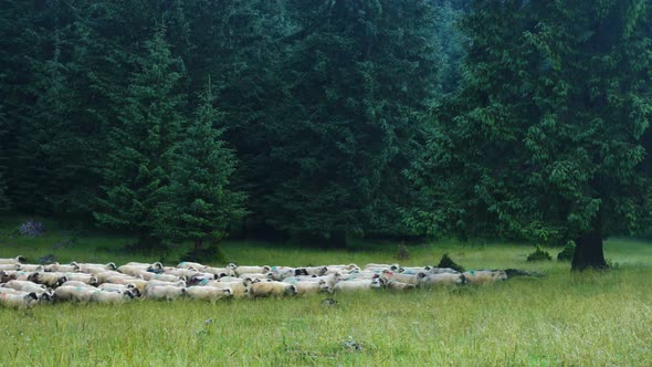 Herd Of Sheeps 2 alt