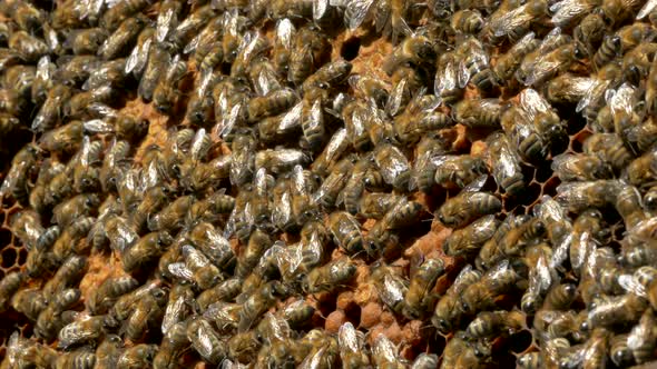 Bees Crawl on Honeycombs. Bees Work in the Hive. Apiary Closeup. Honey Production.