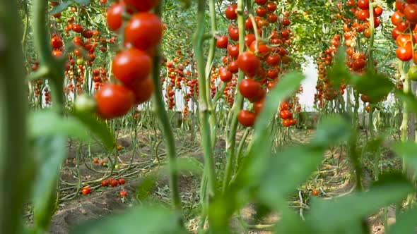 Ripe tomatoes on the vine