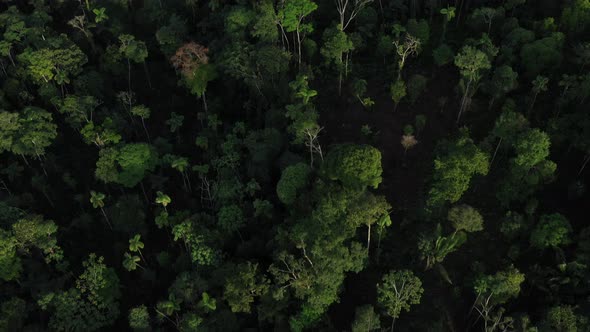 Drone shot flying just above the canopy of a tropical rainforest in Ecuador South America  alt