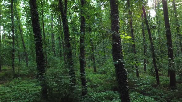 Comforting Forest alt