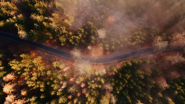 Top down aerial view of a road through a foggy forest at sunrise