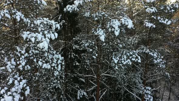 Trees in the Snow