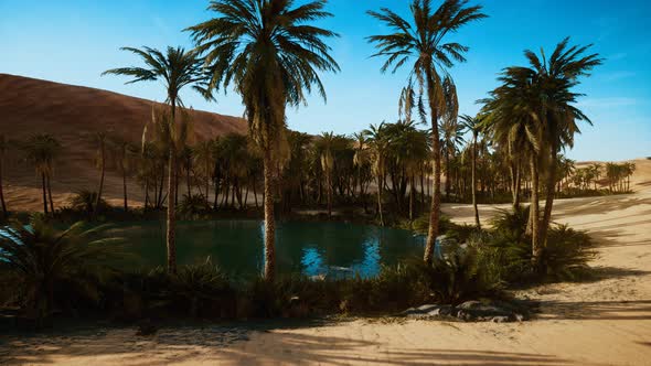 Oasis with Palm Trees in Desert alt