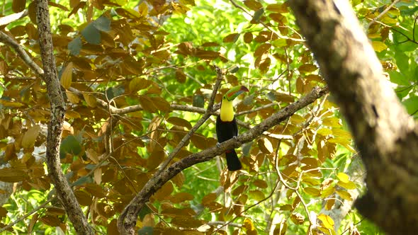 Majestic Keel Billed Toucan standing in a branch calling for mates. alt