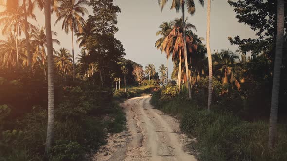 Jungle Road Path in Green Palm Tree Forest on Tropical Exotic Island in Wild Nature Landscape