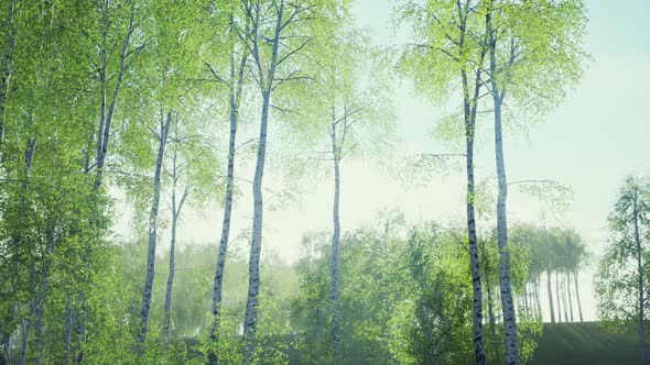White Birch Trees in the Forest in Summer alt